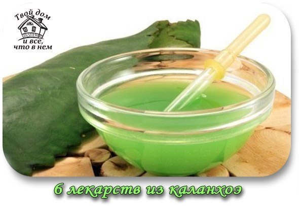 6 лекарств из каланхоэ