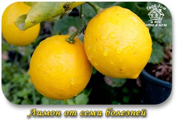 ЛИМОН ОТ СЕМИ БОЛЕЗНЕЙ