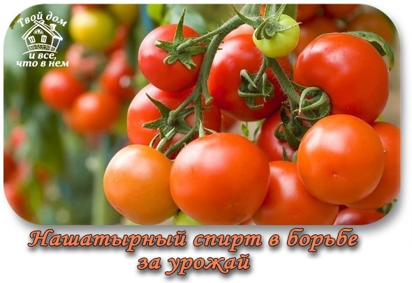 НАШАТЫРНЫЙ СПИРТ В БОРЬБЕ ЗА УРОЖАЙ!!!