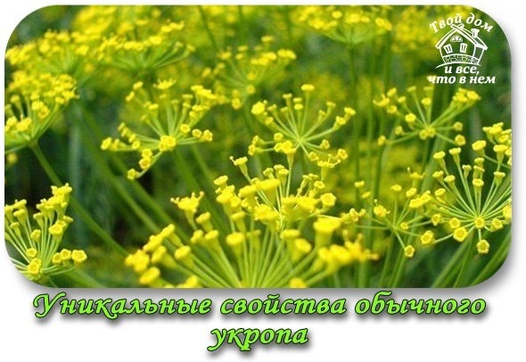 Уникальные свойства обычного укропа