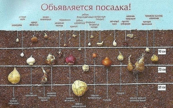 Осенняя посадка луковичных: