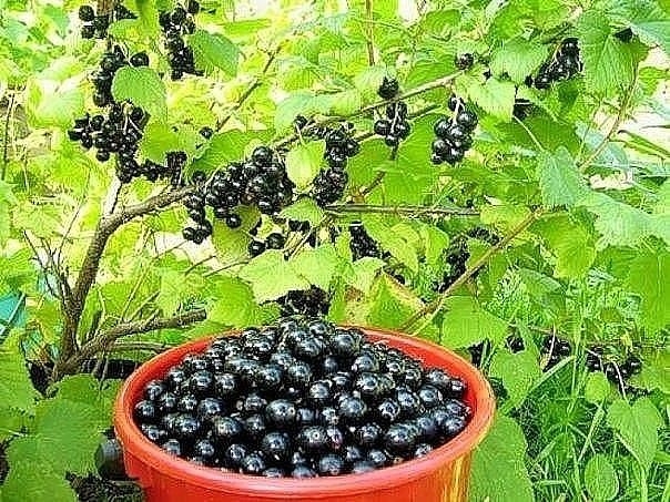 УХОД ЗА МАЛИНОЙ И СМОРОДИНОЙ ПОСЛЕ ПЛОДОНОШЕНИЯ