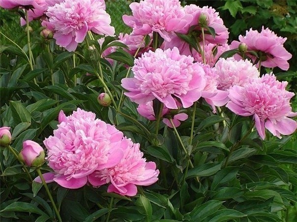 ПИОНЫ ОТЦВЕЛИ - ЧТО ДЕЛАТЬ?
