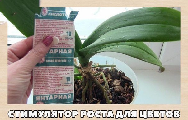Дозировка янтарной кислоты