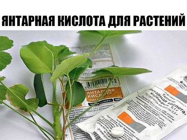 ЭТО СРЕДСТВО РЕАНИМИРУЕТ ДАЖЕ САМОЕ БЕЗНАДЕЖНОЕ РАСТЕНИЕ