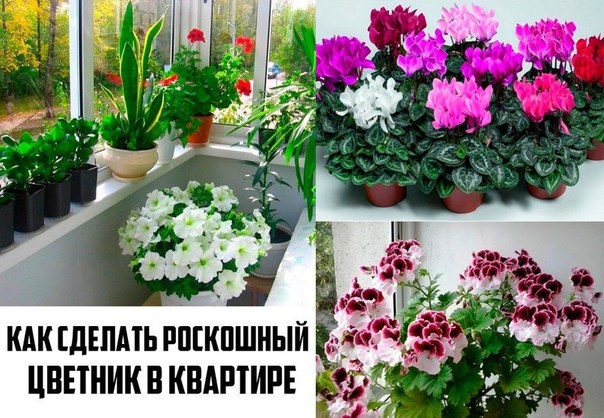 Хотите роскошный цветник в квартире? Тогда запоминайте секретики!