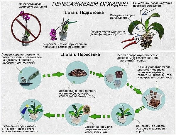Как пересадить орхидею.