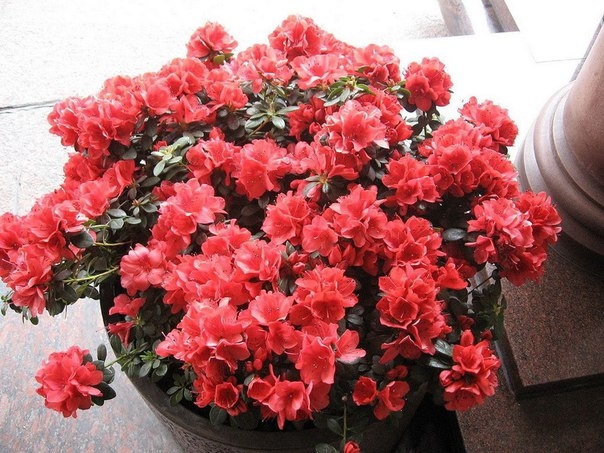 КРАСАВИЦА АЗАЛИЯ