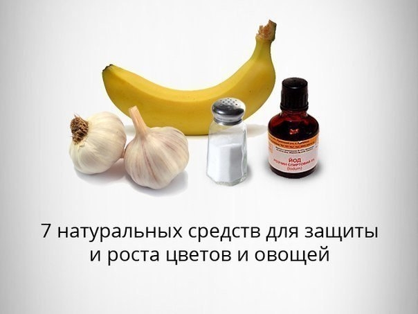 7 натуральных средств для защиты и роста цветов и овощей