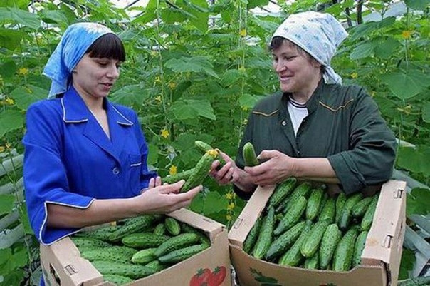 20 - 25 огурцов с куста 20 - 25 огурцов с куста