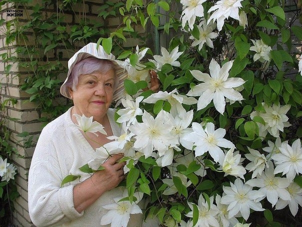 Клематисы любят молоко
