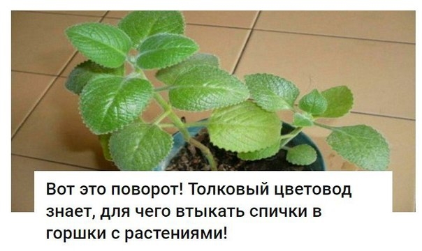 Вот это поворот! Толковый цветовод знает, для чего втыкать спички в горшки с растениями!