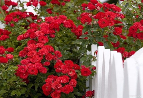 Вьющиеся розы — цветы, которые украсят ваш двор