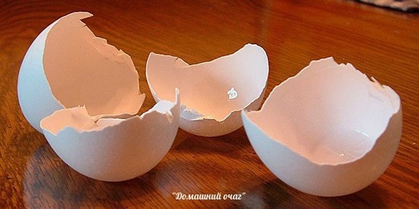 НА ВСЯКИЙ СЛУЧАЙ: О ЯИЧНОЙ СКОРЛУПЕ&hellip;