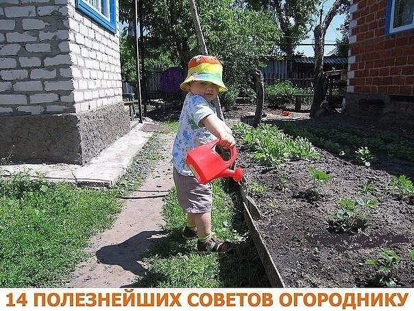 14 полезнейших советов огороднику!