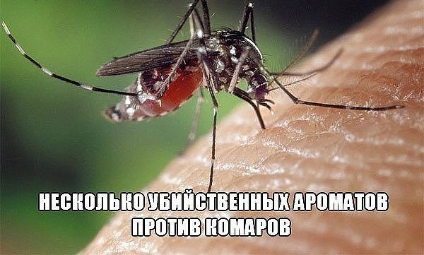 8 убийственных ароматов против комаров 8 убийственных ароматов против комаров