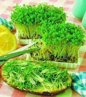 Пряные лекарственные растения.