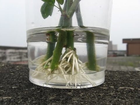 Укоренить розу из подаренного букета очень просто! Укоренить розу из подаренного букета очень просто!