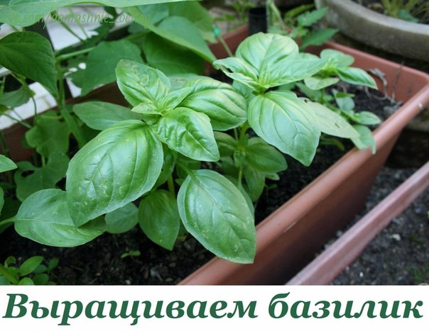 8 правил выращивания базилика в горшках: секреты огородника.