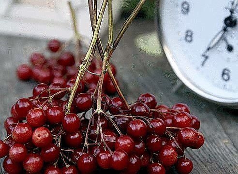 Калина: полезные свойства