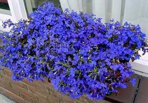 Лобелия &ndash; кусочек неба в цветнике
