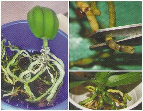 Как определить, что орхидею пора пересаживать, и как это лучше сделать?