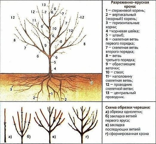 ОБРЕЗКА ВИШНИ И ЧЕРЕШНИ ОСЕНЬЮ!!!