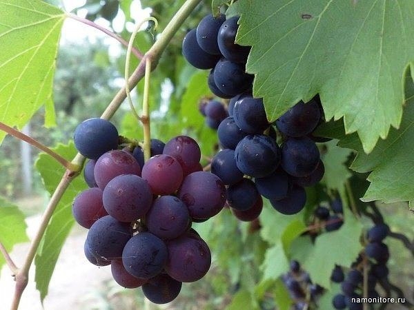 ЕСЛИ ЛОЗА ХОРОШАЯ, А ВИНОГРАДА МАЛО