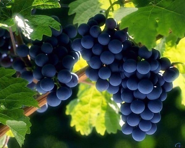 Для тех, кто выращивает виноград. Как укрыть виноград за зиму. Сохраняйте на будущее.