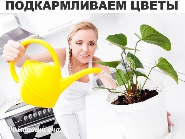Секрет роскошного комнатного цветника прост: растения нужно хорошо подкармливать, иначе не дождаться
