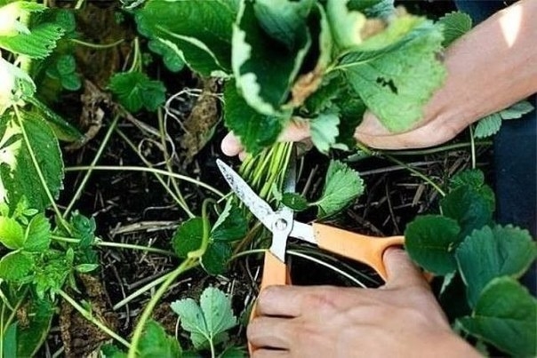 КЛУБНИКА. ПРАВИЛЬНЫЙ УХОД ПОСЛЕ СБОРА УРОЖАЯ