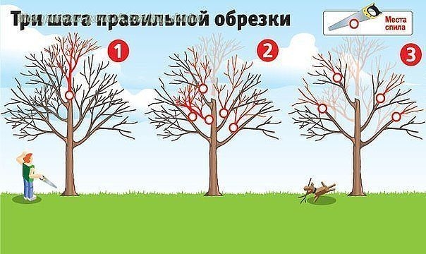 КАК ВЕРНУТЬ ДЕРЕВЬЯМ БЫЛУЮ СИЛУ. ТРИ ШАГА ПРАВИЛЬНОЙ ОБРЕЗКИ