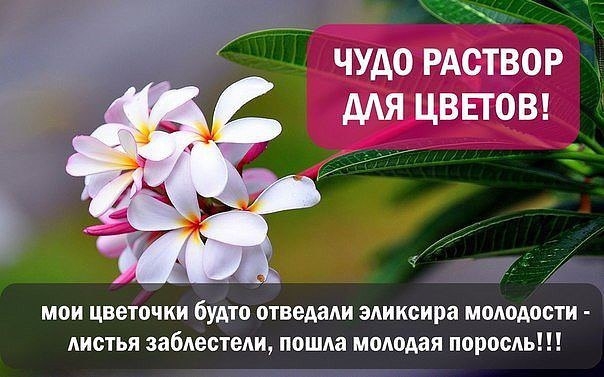 ЧУДО РАСТВОР ДЛЯ ЦВЕТОВ.