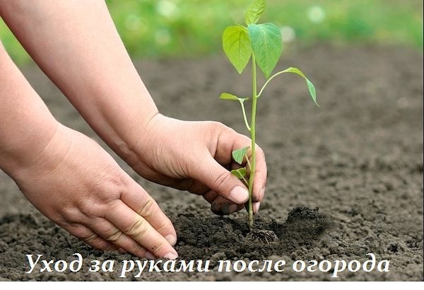 РУКИ ПОСЛЕ ОГОРОДА