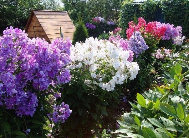 ФЛОКСЫ ПОСАДКА И УХОД