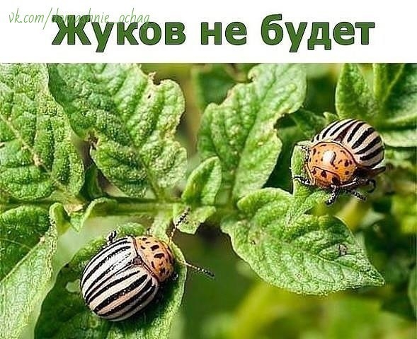 Одну пачку сухой горчицы разводим в ведре воды, добавляем 100 мл столового 9%-ного уксуса, тщательно