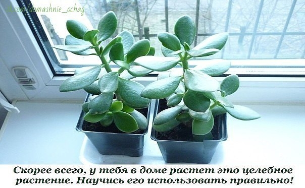 Толстянка, или денежное дерево, &mdash; растение, которое есть дома практически у каждого. Одних она привл