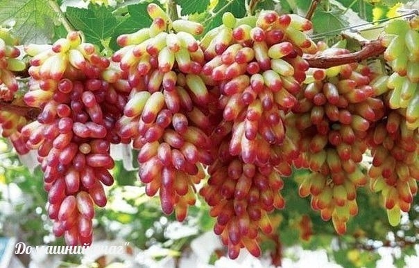 Размножение винограда отводками