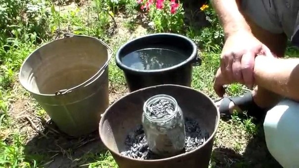 Зола чудо помощница или защита от всех огородных напастей.