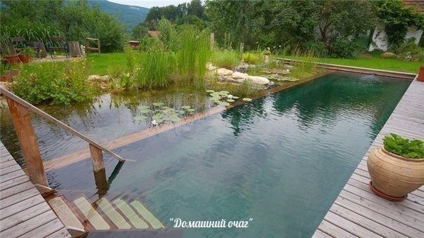 Самоочищающийся пруд. СОВЕТЫ ПО СОЗДАНИЮ: Растения для биотопного водоема.