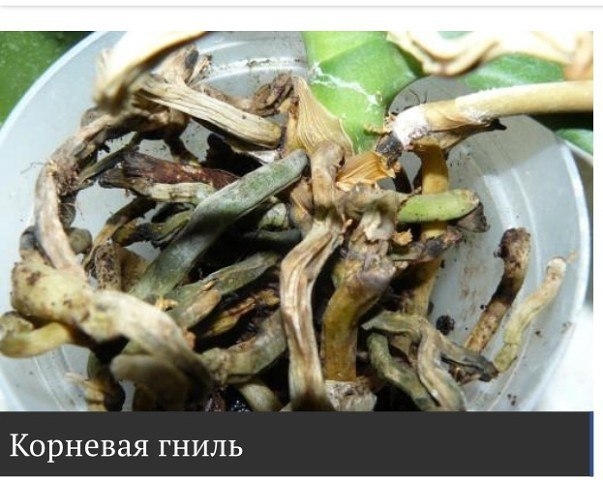 Корневая гниль