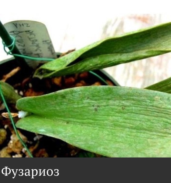 Фузариозная гниль