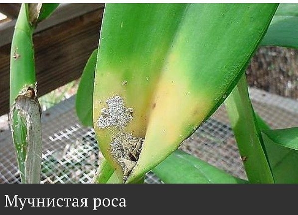 Мучнистая роса