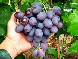Как ускорить созревание винограда?