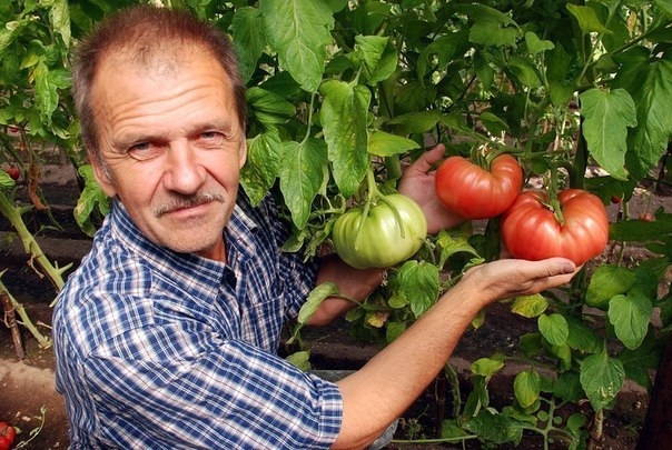 ХОТИТЕ ПОЛУЧАТЬ ПО 2 ВЕДРА ТОМАТОВ С КУСТА?