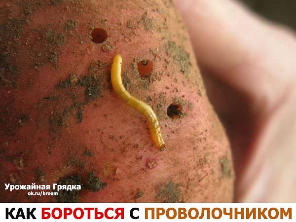 Проблема вредительства проволочника в огородах действительно неприятная и по масштабам сравнима с пр