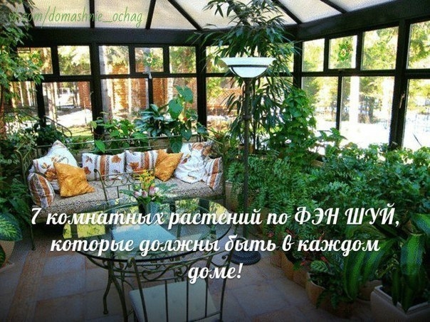 7 КОМНАТНЫХ РАСТЕНИЙ ПО ФЕН-ШУЙ, КОТОРЫЕ ДОЛЖНЫ БЫТЬ В КАЖДОМ ДОМЕ
