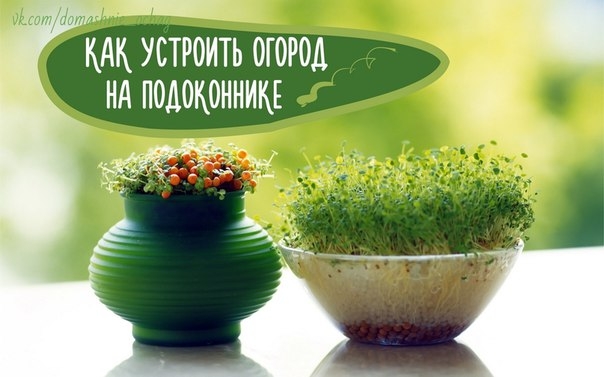 Какую зелень можно вырастить на подоконнике