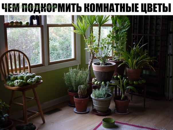 ЧЕМ ПОДКОРМИТЬ КОМНАТНЫЕ ЦВЕТЫ?