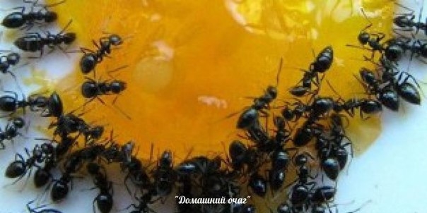 Как избавиться от муравьев в квартире